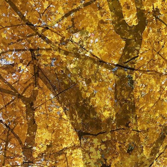 Announcing Howe Gelb - 'Weathering Some Piano'